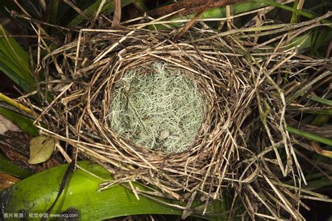 鳥巢怎麼處理|【家有鳥巢怎麼辦】家有鳥巢別慌張！專家教你與鳥兒。